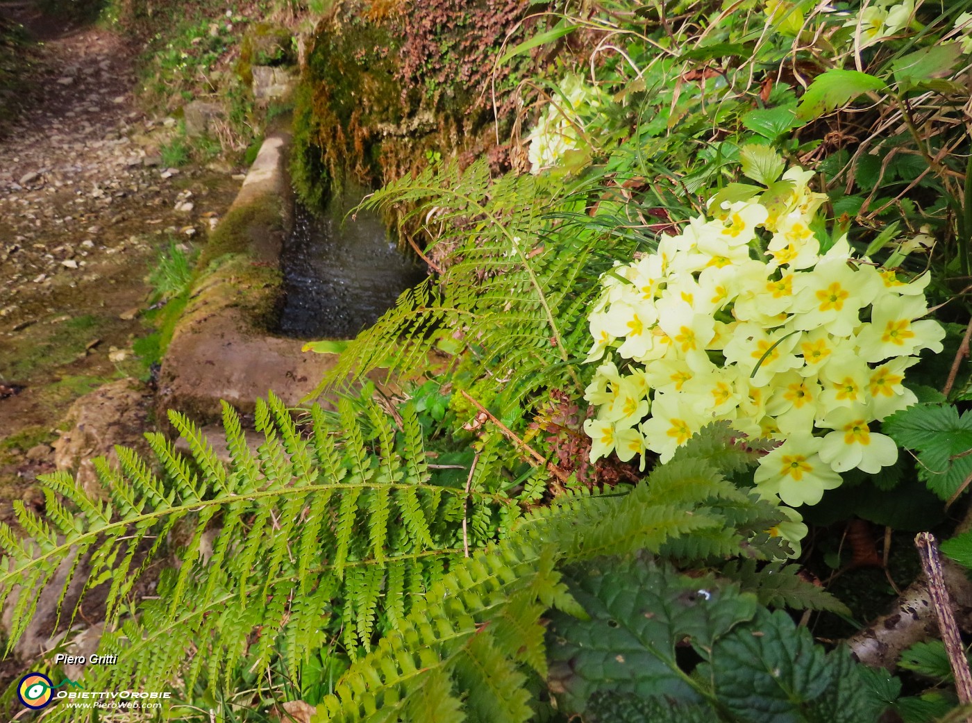 23 Fontana da sorgente d'acqua viva con primule.JPG